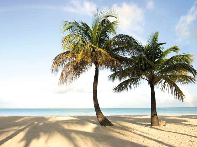 Deux cocotiers sur une plage de sable clair face à la mer turquoise des Antilles