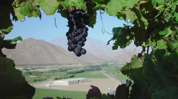 Vignoble dans la vallée d’Elqui, au nord du Chili