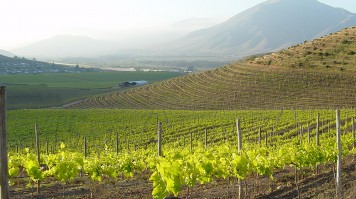 Vignoble dans la vallée d’Elqui, au nord du Chili
