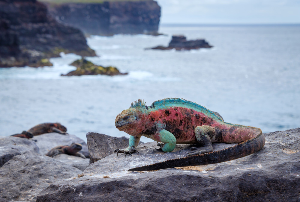 Iguane marin aux couleurs rouge et vert sur un rocher de lave, île Española, aux Galápagos