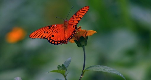 Papillon orange aux ailes ouvertes posé sur une fleur jaune