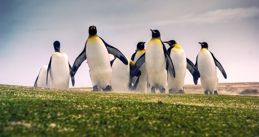 Groupe de manchots royaux sur une prairie des îles Malouines