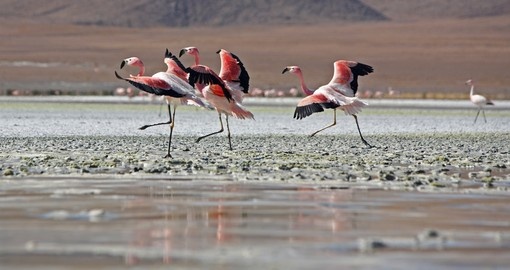 Voyage Potosi en Bolivie – Vacances, séjour et circuits
